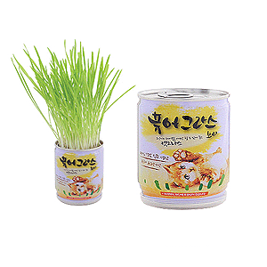 펫데이즈 퓨어그라스 보리[무공해,무농약 씨앗]